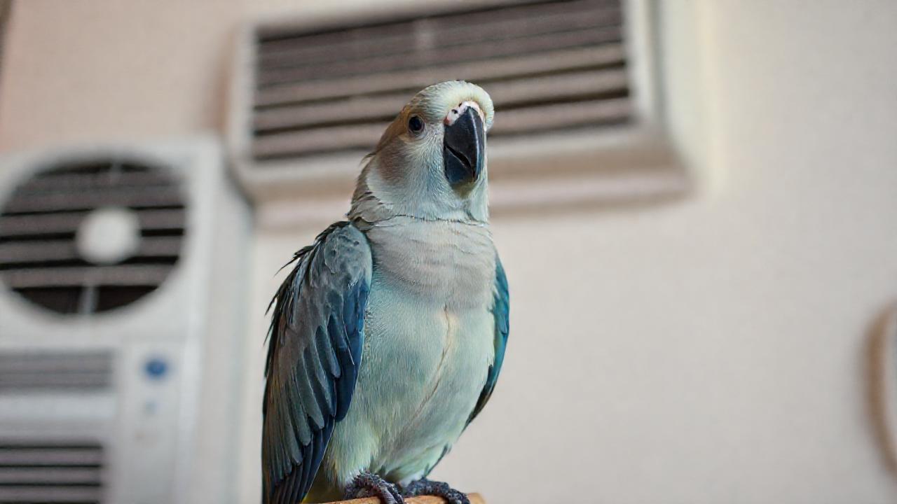 Un loro en casa se muestra preocupado